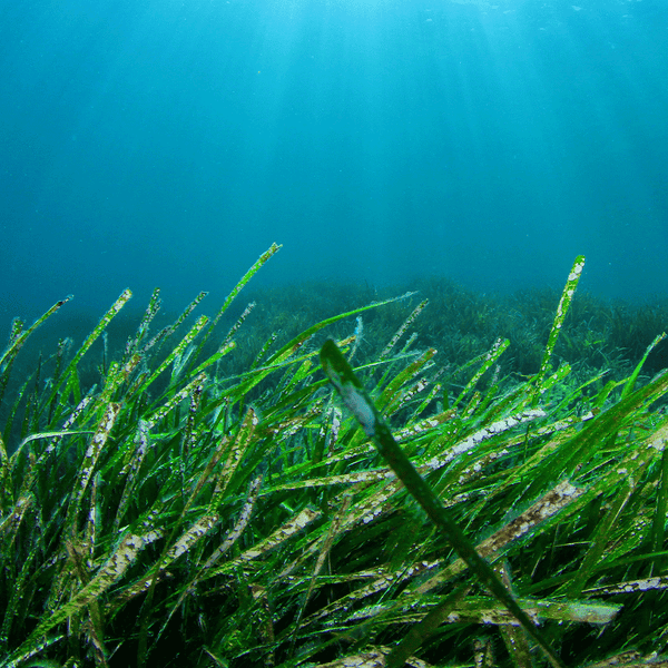Sea Grass & Herbs - Natural Fragrance Oil