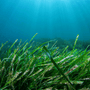 Sea Grass & Herbs - Natural Fragrance Oil