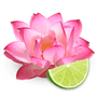 Pink Lotus & Lime Fragrance Oil