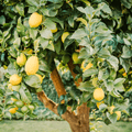 Backyard Lemon Tree Fragrance Oil