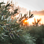 The Olive Branch Fragrance Oil 1137