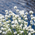 Rain Blossom & Cotton - Natural Fragrance Oil