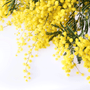 Wattle Flower Fragrance Oil (Special Order)