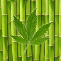 Bamboo Hemp Fragrance Oil