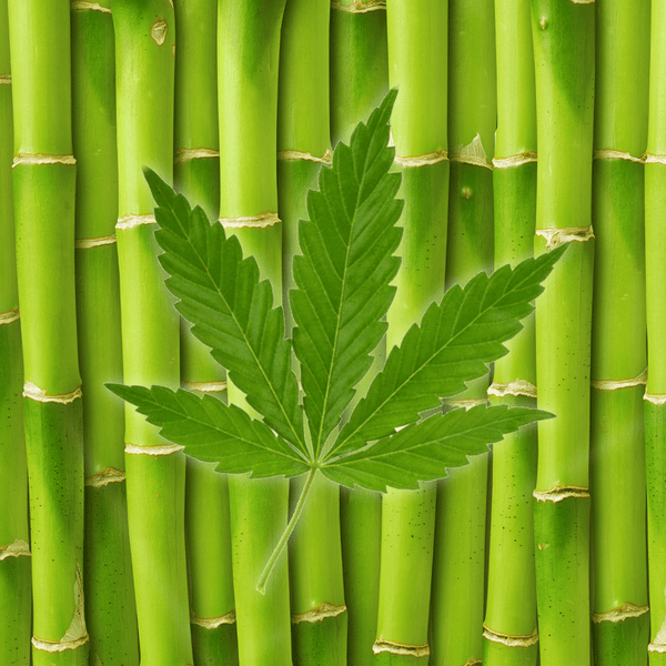 Bamboo Hemp Fragrance Oil