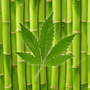Bamboo Hemp Fragrance Oil