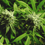 Hemp Flower Fragrance Oil (Special Order)