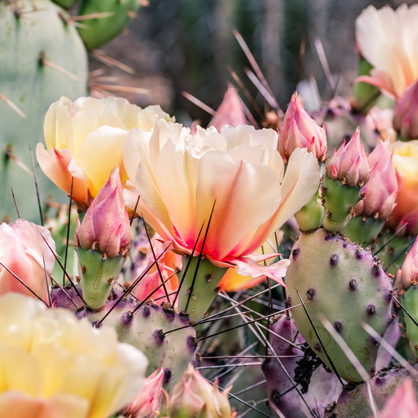Cactus Blossom* Fragrance Oil 1196