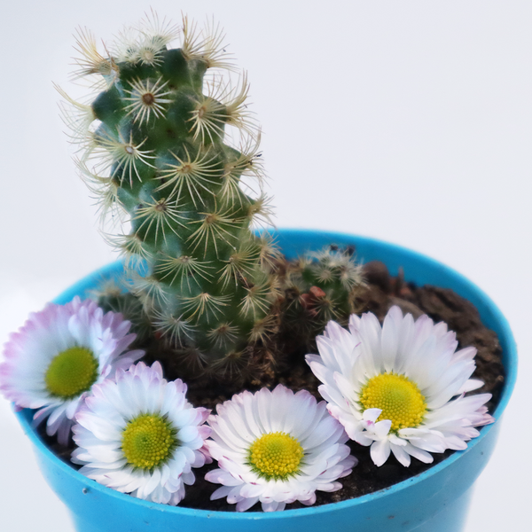 Blue Chamomile & Cactus - Natural Fragrance Oil 1218 - Zoom Media 1