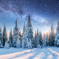 Sparkling Winter Solstice Fragrance Oil 1030