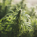 Fresh Dew & Cannabis - Natural Fragrance Oil
