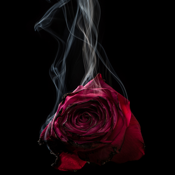 Hemp & Rose - Natural Fragrance Oil 1017