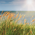 Summer Day Fragrance Oil