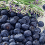 Blueberry Lavender & Chamomile Fragrance Oil 1240 - Zoom Thumbnail Media 1