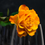 Rose & Musk Fragrance Oil 961