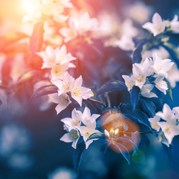 Night Blooming Jasmine Fragrance Oil 784