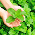 Garden Mint Fragrance Oil 319