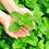 Garden Mint* Fragrance Oil 319