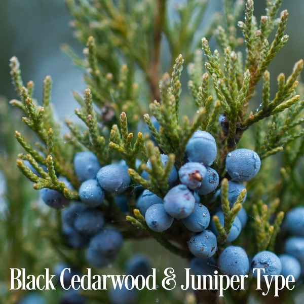 Black Cedarwood & Juniper Fragrance Oil 19827