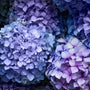 Very Peri Fragrance Oil - Zoom Thumbnail Media 1