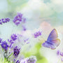 Lavender Clouds Fragrance Oil 1268