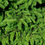 Fir Needle Essential Oil - 100% Pure 726