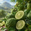 Bergamot Essential Oil - 100% Pure 731