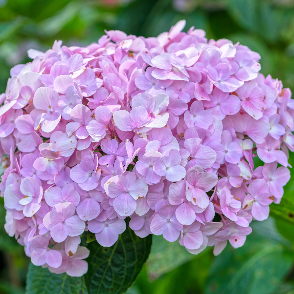 Hydrangea Fragrance Oil 226 - Crafter's Choice - Fragrance Oils - for ...
