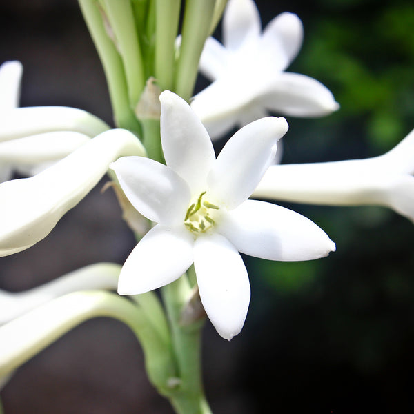 Tuberose Fragrance Oil 352