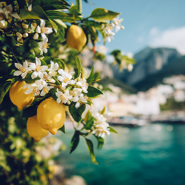 Capri Fragrance Oil 938