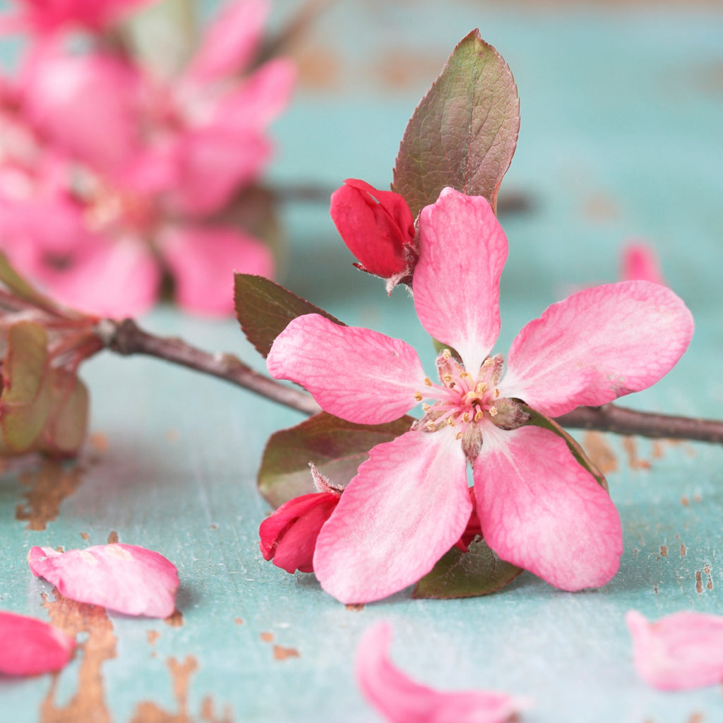 Japanese Cherry Blossom* FO 695 | Wholesale Supplies Plus