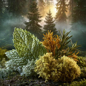 Moss & Fir Fragrance Oil 1072 - Featured Image