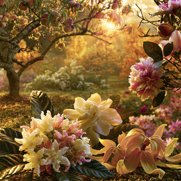 Peach Skin & Pomegranate Fragrance Oil 1079 - Zoom Media 1