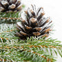 Sugared Spruce - EO & FO Blend 412