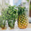 Pineapple Cilantro Fragrance Oil 788