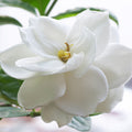 Gardenia Lily* Fragrance Oil 197