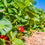Sun Ripened Strawberry Fragrance Oil 421
