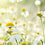 Chamomile Neroli - EO & FO Blend 609