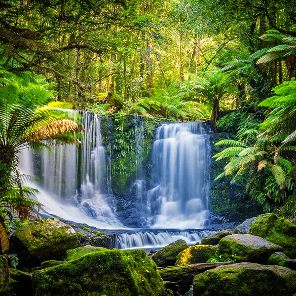 Rainforest Fragrance Oil 502
