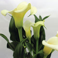 Calla Lily Fragrance Oil 328