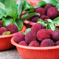 Bayberry Fragrance Oil 568