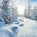 White Christmas Fragrance Oil 569