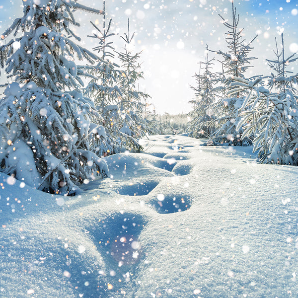 White Christmas Fragrance Oil 569