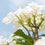 Pikake Flowers Fragrance Oil 193