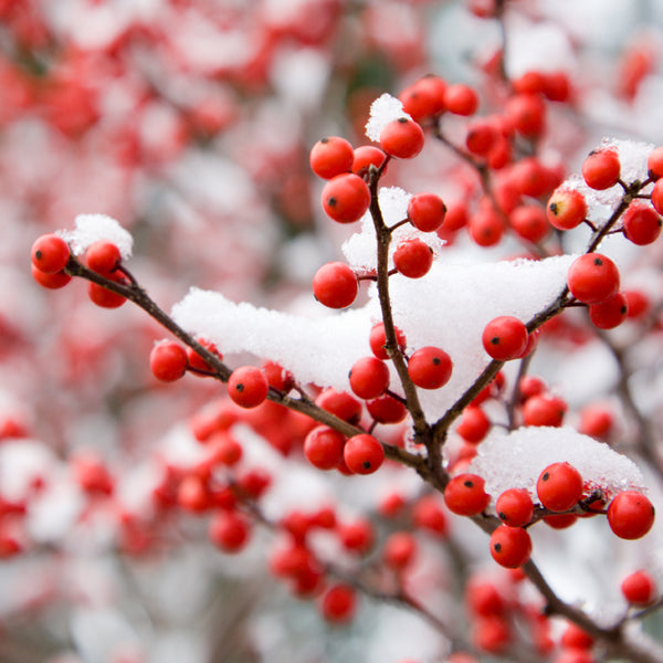 Holiday Berry* - EO & FO Blend 512