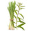 Lemongrass Verbena* - EO & FO Blend 357
