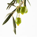 Olive - EO & FO Blend