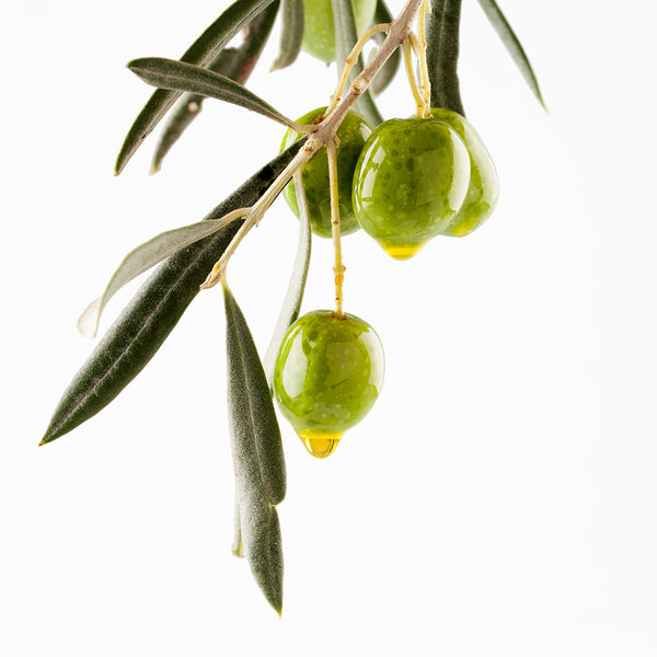 Olive - EO & FO Blend