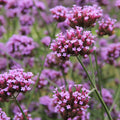 Verbena Essential Oil and Fragrance Blend 348