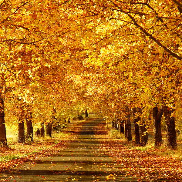 Autumn Breeze Fragrance Oil 535 - Crafter's Choice - Fragrance